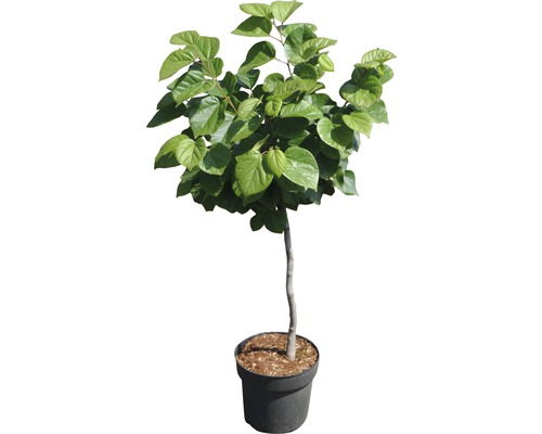 FLORASELF Chinese judasboom Cercis chinensis "Don Egolf" potmaat Ø 23,0 cm H 70-80 cm