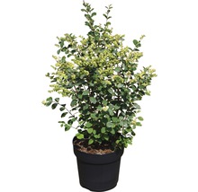Sneeuwbes in pot met groene bladeren en witte bessen.