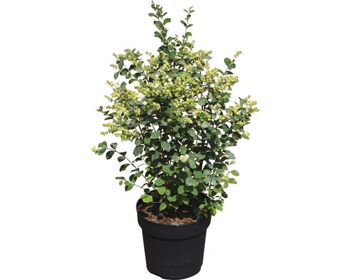 FLORASELF Sneewbes Symphoricarpus doorenbosii Magical® "Candy" potmaat Ø23 cm H 40-60 cm FLORASELF Sneewbes Symphoricarpus doorenbosii Magical® "Candy" potmaat Ø23 cm H 40-60 cm