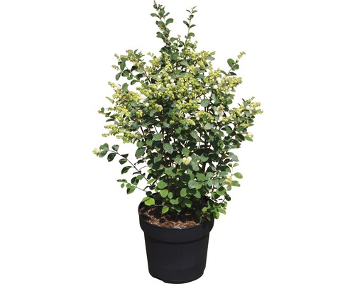 FLORASELF Sneewbes Symphoricarpus doorenbosii Magical® "Candy" potmaat Ø23 cm H 40-60 cm