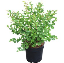 Plant in pot met bladeren