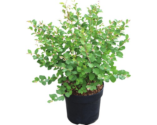 FLORASELF Sneewbes Symphoricarpus doorenbosii Magical® "Galaxy" potmaat Ø23 cm H 40-60 cm FLORASELF Sneewbes Symphoricarpus doorenbosii Magical® "Galaxy" potmaat Ø23 cm H 40-60 cm