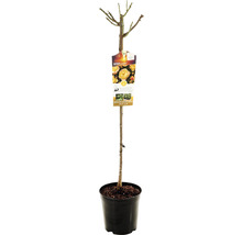 Rozenboom in pot