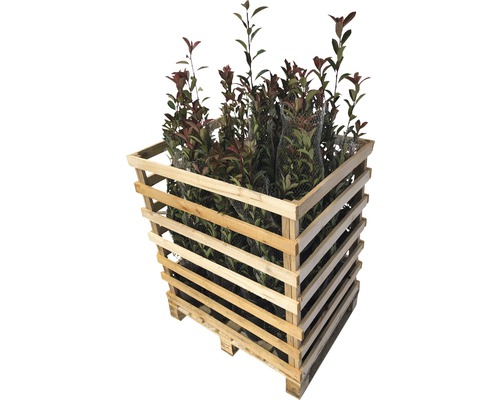 Photinia Red Robin planten in een houten pallet