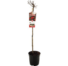 FLORASELF Stamroos Rosa 'Red Leonardo Da Vinci' potmaat Ø 24 cm H 90 cm