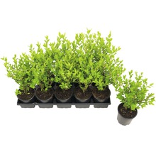 Meerdere haagplanten in potten
