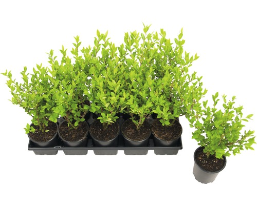 FLORASELF Liguster Ligustrum ovalifolium potmaat Ø 11 cm H 40-50 cm