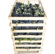 Houten kist gevuld met potplanten