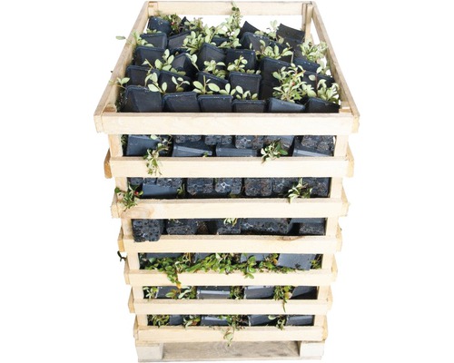FLORASELF Dwergmispel Cotoneaster dammeri 'Evergreen' potmaat Ø 9 cm H 20-30 cm per 360 st. Houten kist gevuld met potplanten