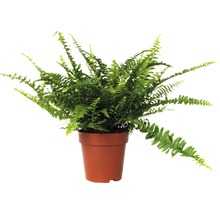 Nephrolepis kamerplant varen in een pot
