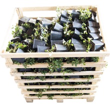 Houten kist gevuld met cranberryplanten in potten