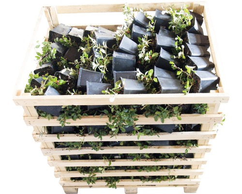 Houten kist gevuld met cranberryplanten in potten