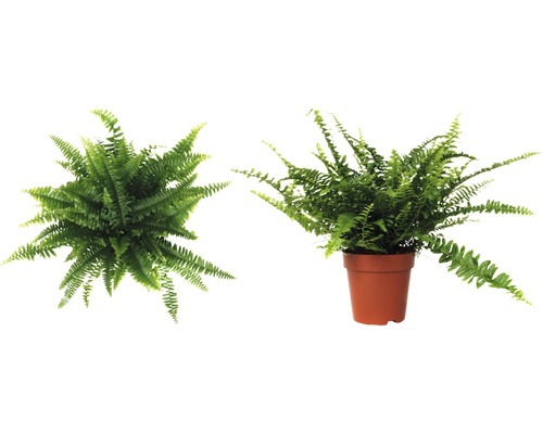 Kamer varen in een pot, van boven en van de zijkant genomen.