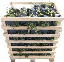 Houten kist vol planten in potten