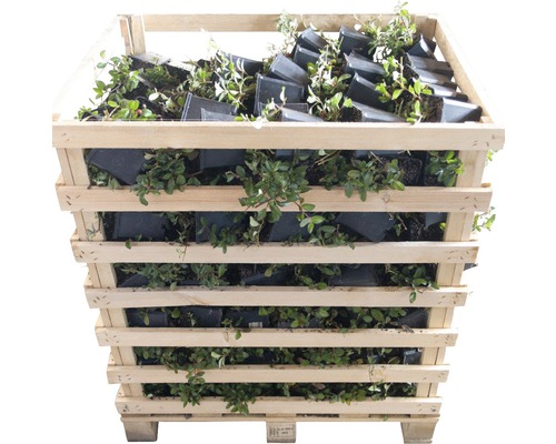 Houten kist vol planten in potten