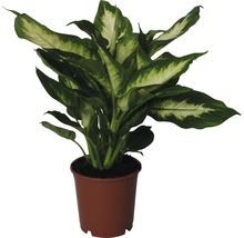 Dieffenbachia kamerplant in pot