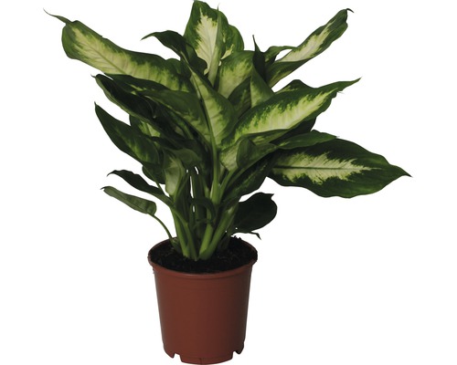 FLORASELF Dieffenbachia Dieffenbachia maculata 'Camilla' potmaat Ø 12.0 cm H 35-45 cm