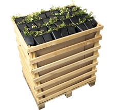 Houten kist met veel kleine planten in zwarte potten op een pallet
