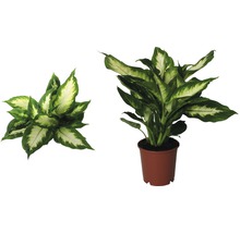 Dieffenbachia kamerplant in pot