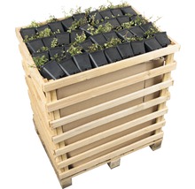 Houten kist met kleine planten in potten voor de tuin