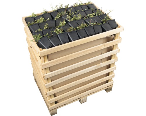 Houten kist met kleine planten in potten voor de tuin