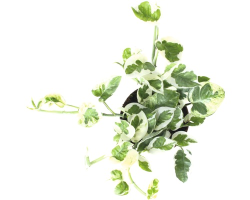 Kamerplant Epipremnum Aureum in een pot