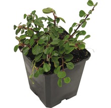 Dwergmispel in pot