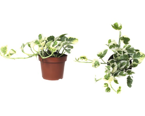 Epipremnum in een pot, zijaanzicht en bovenaanzicht