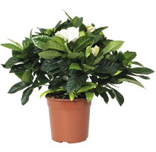 Gardenia in pot met groene bladeren en witte bloemen