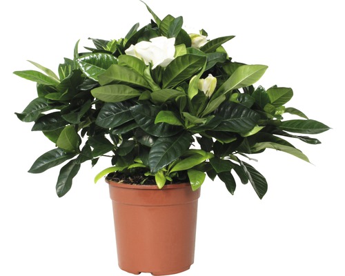 Gardenia in pot met groene bladeren en witte bloemen