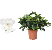 Gardenia in pot met witte bloemen