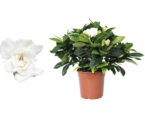 Gardenia in pot met witte bloemen