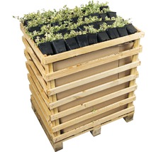 Pallet met klimop planten in potten