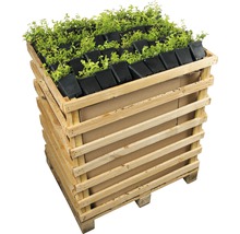 Pallet met zaailingen in kleine potten
