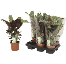 Calathea kamerplant in pot en set