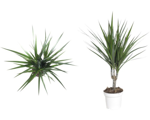 Drakenboom in pot, twee aanzichten