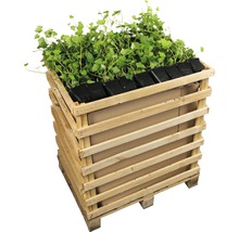 Pallet met klimopplanten in potten
