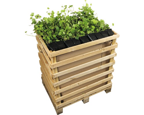 FLORASELF Klimop Hedera helix hibernica potmaat Ø 9 cm H 10-15 cm per 360 st. FLORASELF Klimop Hedera helix hibernica potmaat Ø 9 cm H 10-15 cm per 360 st.