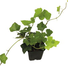 Klimop in pot