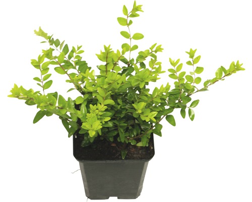 Haagplant met groene bladeren in pot.
