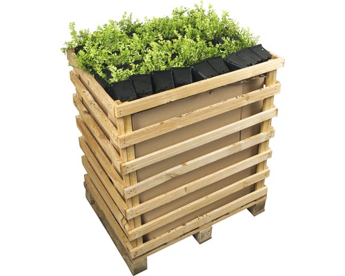FLORASELF Struikkamperfolie Lonicera nitida 'Maigrün' potmaat Ø 9 cm H 15-20 cm per 360 st. FLORASELF Struikkamperfolie Lonicera nitida 'Maigrün' potmaat Ø 9 cm H 15-20 cm per 360 st.