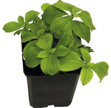 Jonge plant in pot