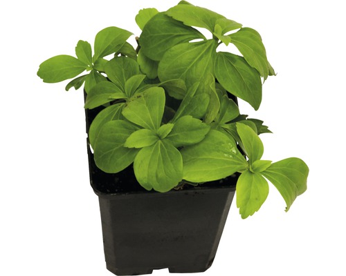 FLORASELF Dikkemanskruid Pachysandra terminalis potmaat Ø 9 cm H 5-15 cm per 360 st. FLORASELF Dikkemanskruid Pachysandra terminalis potmaat Ø 9 cm H 5-15 cm per 360 st.