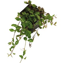 FLORASELF Kleine maagdenpalm Vinca minor 'Atropurpurea' potmaat Ø 9.0 cm H 5-7 cm per 360 st.