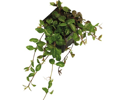 De afbeelding toont een groenblijvende klimplant in een pot.