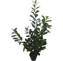Laurierkers in pot