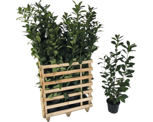Laurierkers planten in houten kist en enkele plant