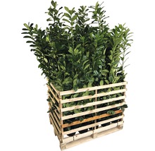 Pallet met laurierkersplanten in houten kist