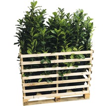 Pallet met laurierkers planten