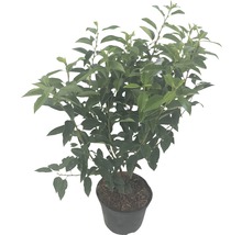 Laurierkers in pot